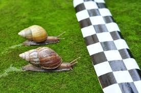 snails